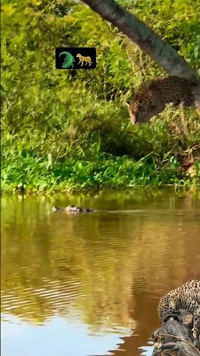 🐆Jaguar jumping over a caiman🐊