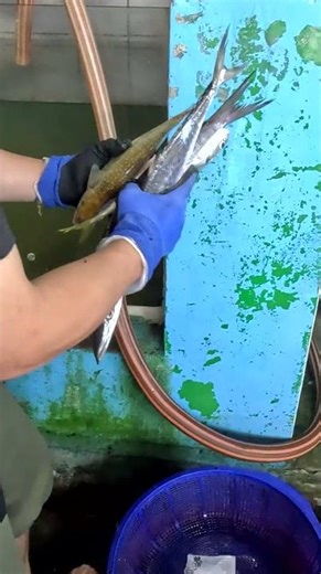 漁網吊起 下一秒「魚群大爆發」！像瀑布一樣傾瀉，連黑鮸都來了！ 明發定置漁場 #freshfish 1 MP4 3 01 09 2026 Jan 1767962918 007