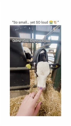 CowUniverse on Instagram: "She was only 8 hours old, barely settled into the straw, still learning how to move and breathe in her new world. The heat lamp was glowing, the barn was calm, and everything felt quiet and peaceful… for about two seconds. Then she made her move. Out of nowhere, this tiny baby cow let out the loudest moo anyone expected from someone her size. It echoed through the barn and instantly grabbed everyone’s attention. Heads turned. People laughed. Even the other animals seem