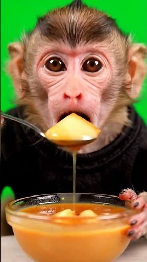 monkey eating Caramel Pudding #monkey #adorably #cute #funny #eating #mukbang #animals #cuteanimals
