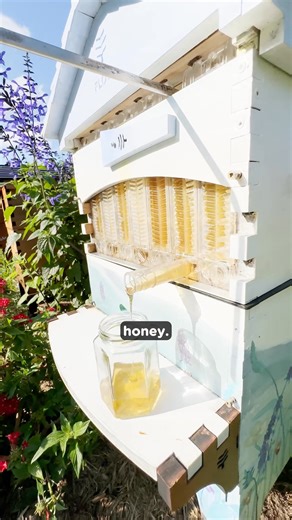 Did you know you can harvest honey straight from the hive? Why you need a Flow Hive: ✅ Up to 49 jars of honey when the Flow Super is full ✅ Fresher, cleaner flavors than conventionally extracted honey ✅ Greater fruit and vege yield with 40,000 pollinators in your yard ✅ Works in all climates across the US ✅ Ships in 2 days from the Flow warehouse in Chicago IL. Look forward to harvesting your own honey and sharing the incredible flavors with friends, neighbors and family. We don't just provide a