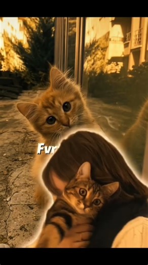 fvt animal ❤️ #cat #cute #catshorts #catlovers