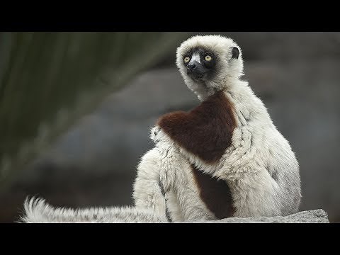 Wonderful World of Lemurs at the San Diego Zoo