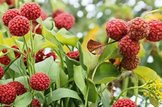 Mandarin Melon Tree 10 Seeds – Maclura Tricuspidata - Etsy