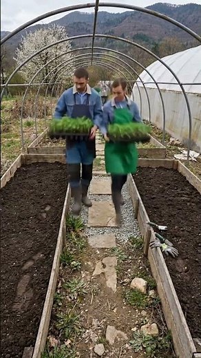 This is how we grew a food forest #greenhouse #gardening #growyourown