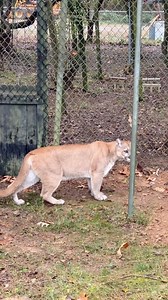 11K views · 596 reactions | Welcome home, Nova! Our newest rescue,...