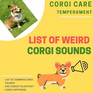 19 Weird Noises That Corgis Make (And What They Mean) | Corgi Adoption
