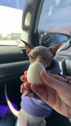 Eggs & squishmallows 🥚 We initially were looking for cat pins but they didn't have any that we don't already have. #sphynx #sphynxcat #hairlesscat #squishmallows #asmr