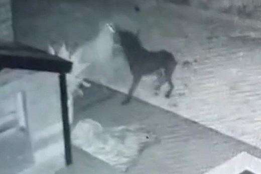 Dog plays with ghost! CAUGHT ON CCTV