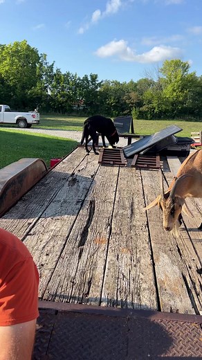 9.4K views · 503 reactions | M and M causing mayhem | One Happy Ass Farm | Facebook