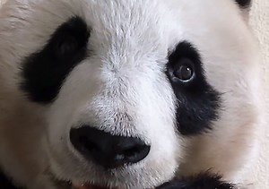 安胖：奶爸别夸了，他给她加笋，我要去看看怎么个事儿～哈哈哈哈哈哈（250126熊熊遇上猫直播录屏星安cut2）_哔哩哔哩_bilibili