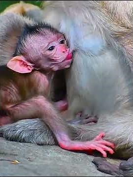 Lovely wildlife monkey moments #babymonkeys #animallife #animals