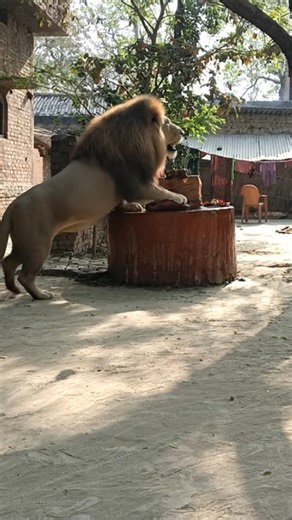 lion YouTube video #lion #trending #jungle