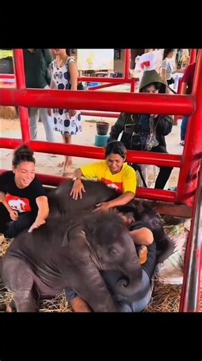Baby Elephant Won't Let His Caretaker Leave! 🐘❤️ The Sweetest Bond Ever
