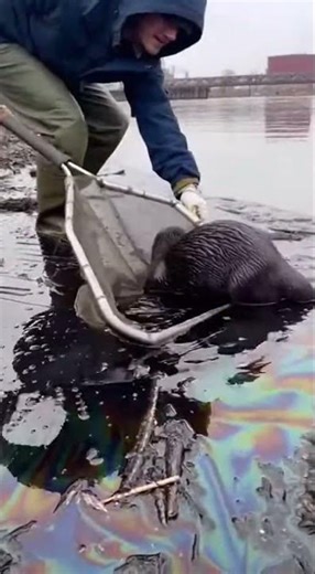 Rescuers Pull Oil Soaked Otter from Polluted Riverbank #shorts