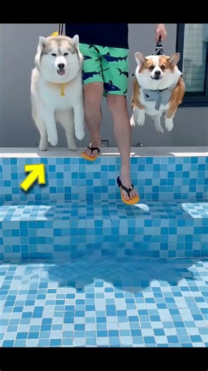Naughty Puppies Experience Swimming for the First Time