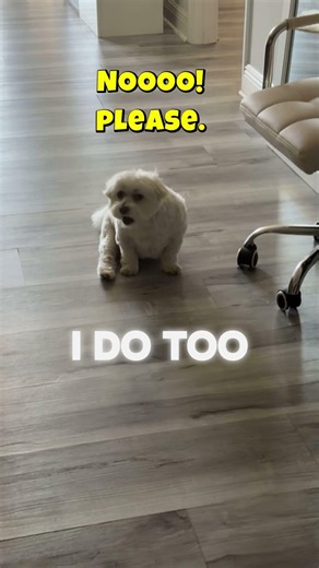 The Guilt Before Leaving Your Dog… Every Time 🥺