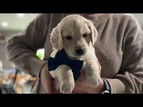 Up Close and Personal: Autumn Gold Litter's Miniature Golden Retriever Puppies at 4 Weeks! 🐾📸