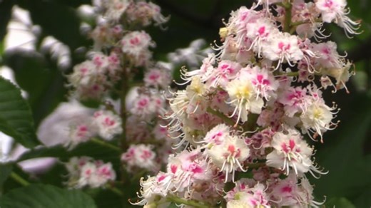 Free video - Chestnut Blossom, Chestnut, Spring
