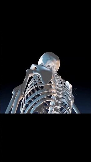 True Ribs , False Ribs , Floating Ribs