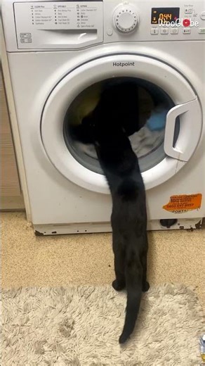 Cat Watching Washing Machine: Adorable Feline Fun || WooGlobe