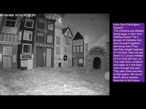 Peckington Square Chicken City Livestream 24/7 Cam