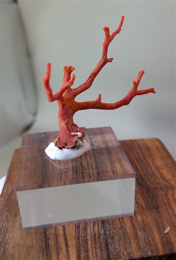 Red Coral Specimen - Etsy