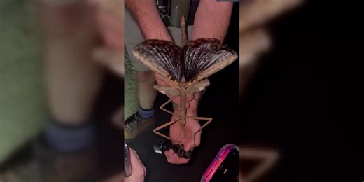 New species of giant stick insect discovered