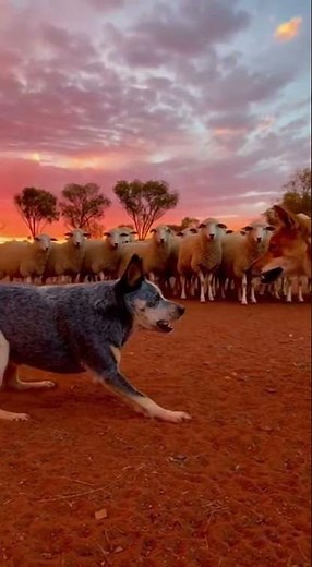 Australian Cattle Dog: Protector of the Outback