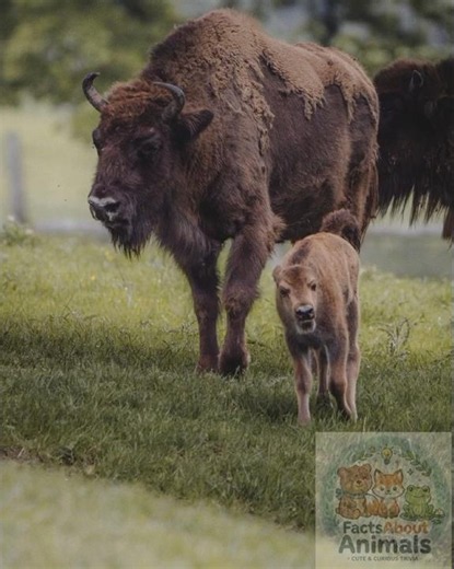American Bison Were Nearly Extinct - How Humans Almost Destroyed This Giant (300 Left).