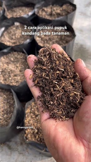 2 ways to apply manure #gardening #plant cultivation #garden #gardening #agriculture #hanzgarden