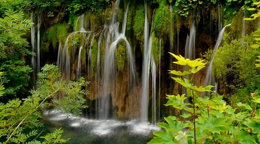 Importância das plantas: Reflexão. Meio Ambiente e Ecologia - Biólogo