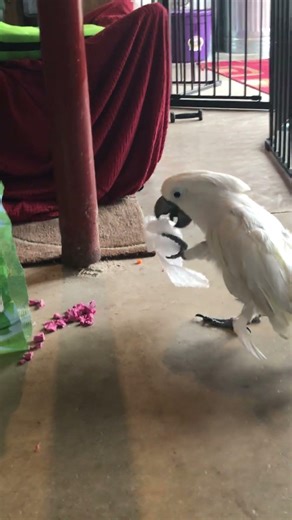 Cockatoo rebuffs Mom's request to remain in play space