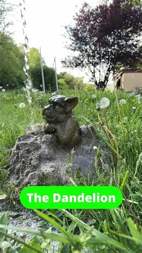 #thedandelion#gargoyle#bewatermyfriend #nature#free #slowmotion #gardening #dandelions #garden