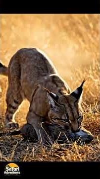 Rare Caracal Silent Attack Caught on Fixed Camera”#foryou #attack #unfreezmyaccout #1million #1k