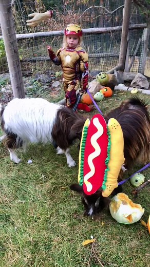 Child in Iron Man Costume Plays with Goats