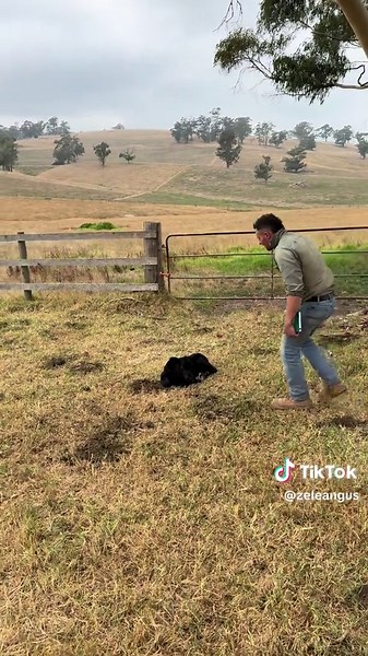 Welcoming New Calves: Early Calving Season Insights