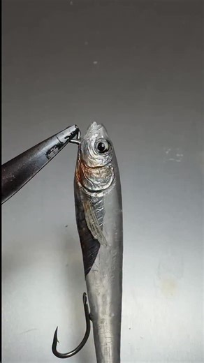 Little Jack リトルジャック on Instagram: "歯ブラシの柄が透明だったので潮に流すルアーに加工してみました。まだ途中で作りが粗いです。昨日の18：00から予約を開始しました新製品ですが、開始30分で400件を超す10秒に2件という勢いで多くの方にご注文いただき有難うございました。現在もご注文が続いており、一般のアングラーの方向けにご予約いただける数量に限度を設けている事などからどうしても手に入れたい方はお早めにお願いします。現在、お取引先様よりご注文を多数頂いておりますのでご購入出来なかった方も発売後に釣具店様にてご購入できる可能性もございます。釣具店様によってはご予約可能な場合もございますのでお問い合わせしてみてください。アメリカのみトランプ関税を理由にEMSの配送地域から一時的にストップされているのでご購入いただけません。 I noticed that the handle of a toothbrush was transparent, so I decided to experiment by turning it into a lure design