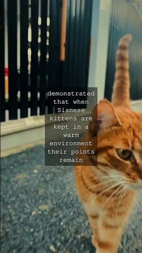 The Feline Phenomenon Unraveling the Mystery of Siamese Kittens Color ChangeAs we delve...