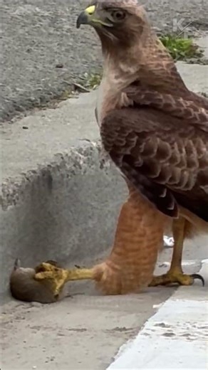 Hawk vs Mouse | Incredible Roadside Hunt