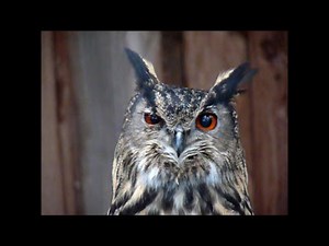 UHU antwortet! European Eagle-Owl answers! Ruf der Eule
