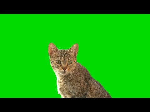 Cute Cat Green Screen Stock video Footage HD No Copyright