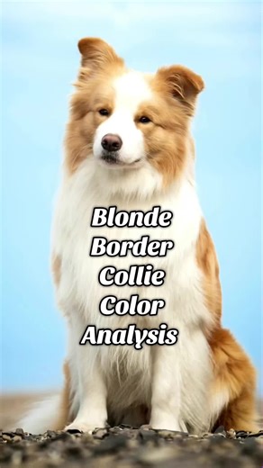 I want to compare the 3 #labrador colors next- comment your black, chocolate, and yellow labs! #bordercollie #coloranalysis #colortheory #lightspring