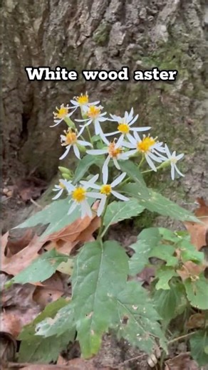Stunning native fall east coast wildflowers #nativeflowers #naturevideo