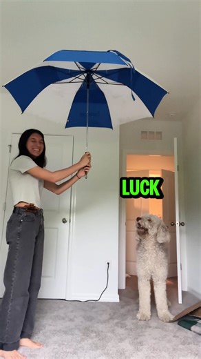 Rufus Goodboy on Instagram: "RaCHuuLLaHH! ☂️😡 #animalvoiceover #talkinganimals #dogsofinstagram #voiceover #vo #dub #animals #funnyreels #dogs 🎥 @emainellis"