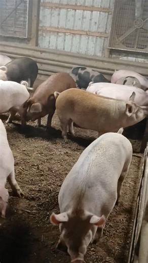 ~AVAILABLE~ ***Get your freezers stocked before winter!!!*** Several groups of butcher hogs, average weight 325 lbs. These guys are NICE!!! **Will be going to Greenbrier County Friday afternoon, October 31st. Can meet along the way if anyone needs any delivered or meet at Alta. CALL OR TEXT Tim at 304-552-8478 for more info and price. Located in Liberty, WV. ** 20 minutes south of Ripley. | R&C Livestock LLC