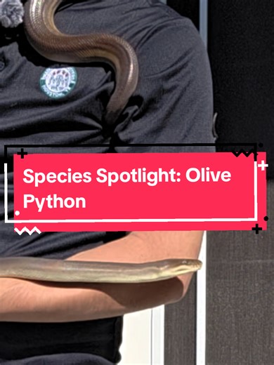 Species Spotlight: Olive Python (Liais olivaceus) The olive python (Liasis olivaceus) is a large, nonvenomous snake native to northern and western Australia, known for its smooth scales and olive-green coloration that helps it blend into rocky and riverine habitats. It is one of Australia’s largest snake species, with some individuals exceeding 13 feet in length, and it relies on powerful constriction to subdue prey such as mammals, birds, and reptiles. Olive pythons are excellent climbers and s