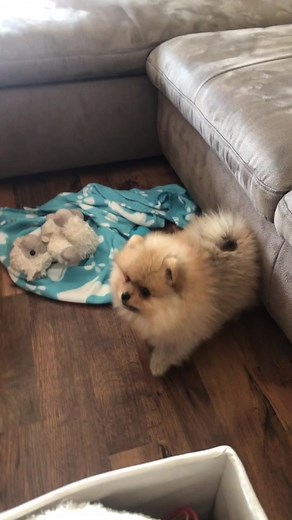 Adorable Pomeranian Puppy Barking Compilation