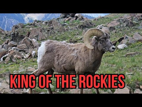 King of the Rockies: Meet Alberta's Mighty Bighorn Sheep!