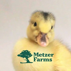 It's another Hatch Day at Metzer Farms! 🎵 Accidentally in Love - 184033 #metzerfarms #afamilyhatchery #ducks #ducklings #waterfowl #duckling #pekin #pekinducks #pekinducksofinstagram #mypetduck #backyardducks #backyardflock #homestead #homesteadlife #homesteadding #quack #hatchday #yourwaterfowlexperts #ducksforsale #ducklingsforsale #homesteadersofamerica #homesteadersofinstagram | Metzer Farms